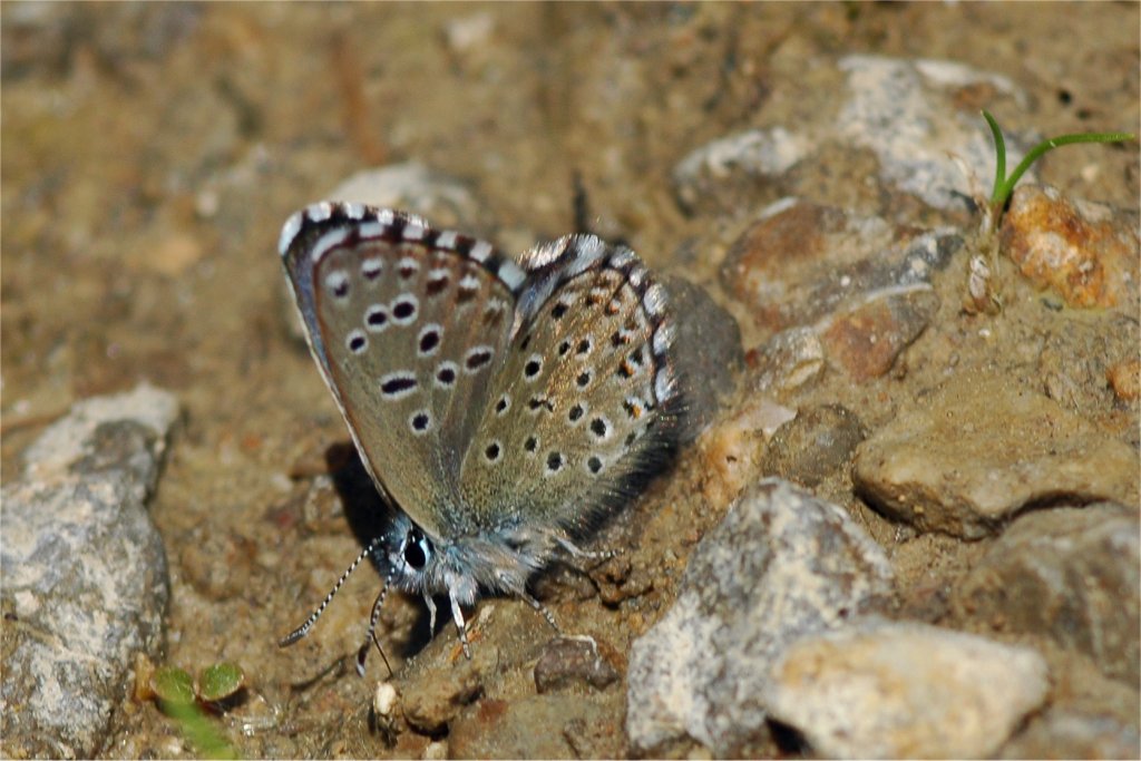 Pseudophilotes panoptes